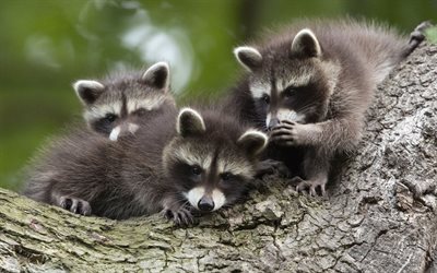 three raccoons, 4k, wildlife, raccoon cubs, bokeh, Procyon lotor, mammals, raccoons baby, raccoons