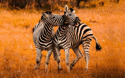 zebras, evening, sunset, wild animals, Africa, savannah, couple of zebras, wild nature